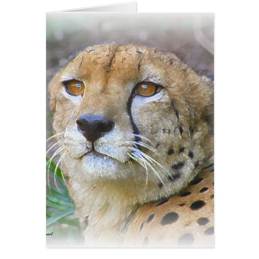 Cheetah portrait greeting card