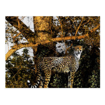 cheetah post card
