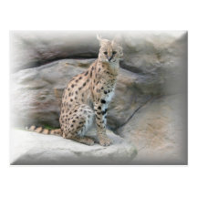 Cheetah Postcard