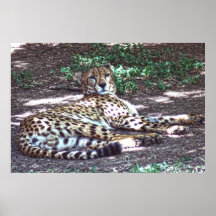 Cheetah Posters