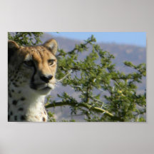 Cheetah Poster