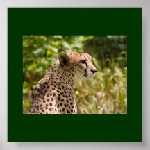 Cheetah Poster