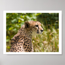 CHEETAH POSTERS