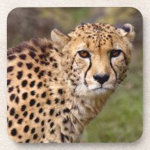 Cheetah Set of 6 Coasters