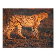 Cheetah South Africa at Sunset Photographic Print