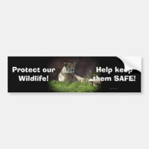 Cheetah Wild Cat Animal-Lover Bumpersticker Bumper Stickers