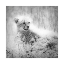 Cheetah's cub Wrapped Canvas Stretched Canvas Prints