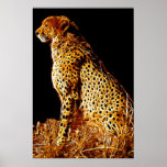 Cheetahs stance print
