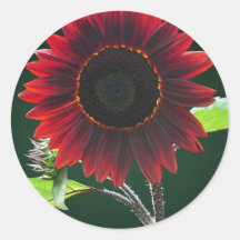 Cherry and Chocolate Sunflower Stickers