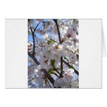 Cherry Blossom Greeting Card
