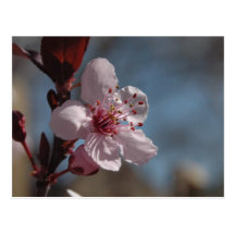 Cherry Blossom Post Card