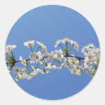 Cherry blossom Round Sticker