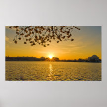 Cherry Blossom Sunrise Posters