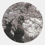 cherry blossom Washington dc Sticker