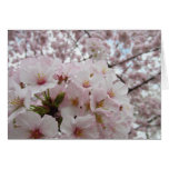Cherry Blossoms 13 Sympathy Card