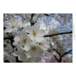 Cherry Blossoms 2 Easter Card