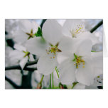 Cherry Blossoms 4 Birthday Card