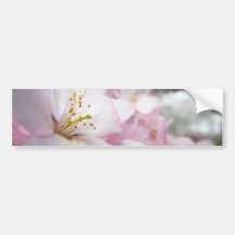Cherry Blossoms 9 Bumper Sticker