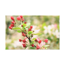 Cherry Blossoms About to Open. Canvas Print