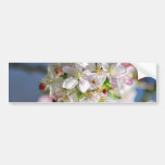 Cherry Blossoms and meaning Bumper Sticker