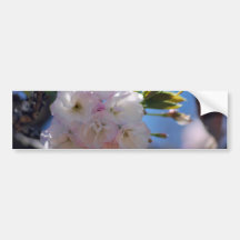 Cherry blossoms bumper sticker