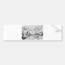 Cherry Blossoms Bumper Sticker