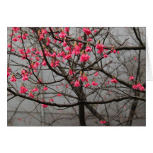 Cherry Blossoms Cards