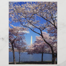 Cherry Blossoms in Washington D.C. Flyers