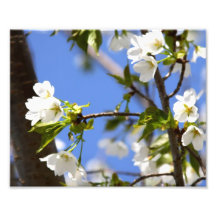 Cherry Blossoms Photo