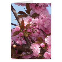 Cherry Blossum Tree Card