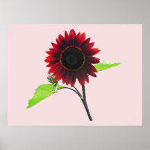 Cherry Chocolate Sunflower Posters