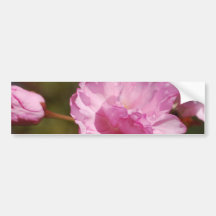 Cherry Tree Blossoms  Bumper Stickers