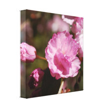 Cherry Tree Blossoms Canvas Print