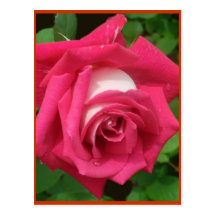 Cherry Vanilla Rose Postcards