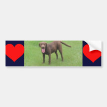 Chesapeake Bay Retriever Bumper Sticker