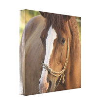 Chestnut Quarter Horse Canvas Print
