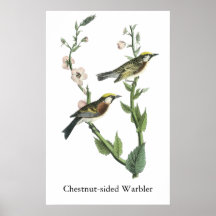 Chestnut-sided Warbler, John Audubon Poster