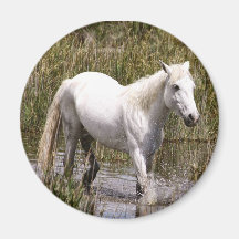cheval de camargue magnets