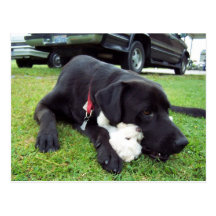 Chewy Molly Postcard