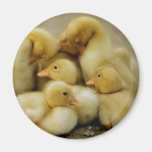 chick family fridge magnets