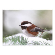 Chickadee in the Snow Custom Invitation