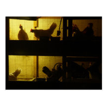 Chicken House Post Card