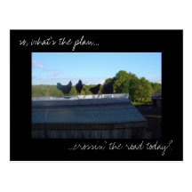 'Chicken Plans' photo postcard