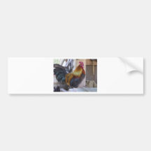 CHICKEN/rooster Bumper Sticker