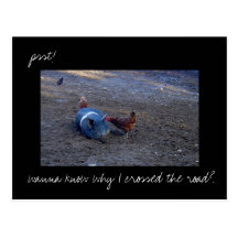 'Chicken Secrets' photo postcard