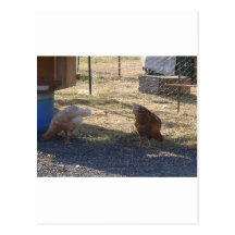Chickens Post Card