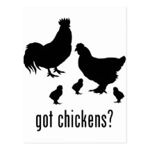 Chickens Postcards