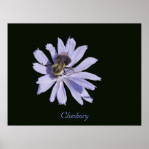 Chickory Poster