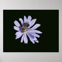 Chickory Poster