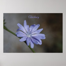 Chickory Print